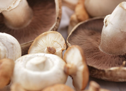 Mushroom Mania: Why Invest in Commercial Humidifiers for Grow Rooms?