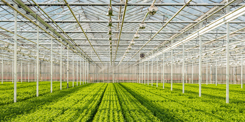 Our Greenhouse and Vertical Farming Clients Include: