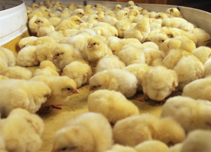Why Humidify... For Egg Incubators