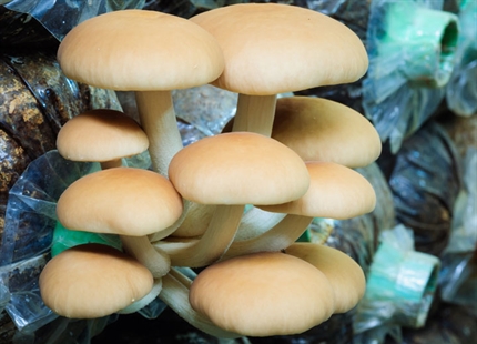 Why Humidify... For Mushroom Growing