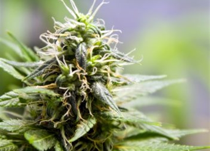 Why Humidify... For Medical Marijuana