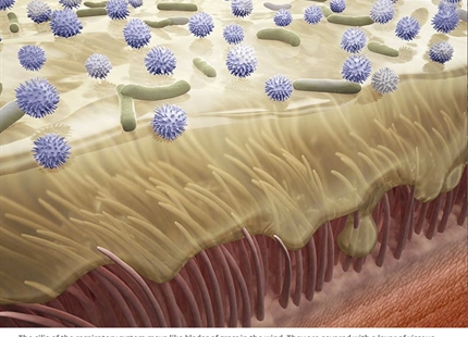 What really gives flu viruses a free reign in winter