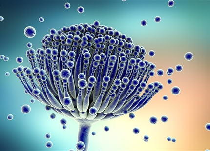 Four myths regarding mould: how it really forms and why a dry indoor environment can become