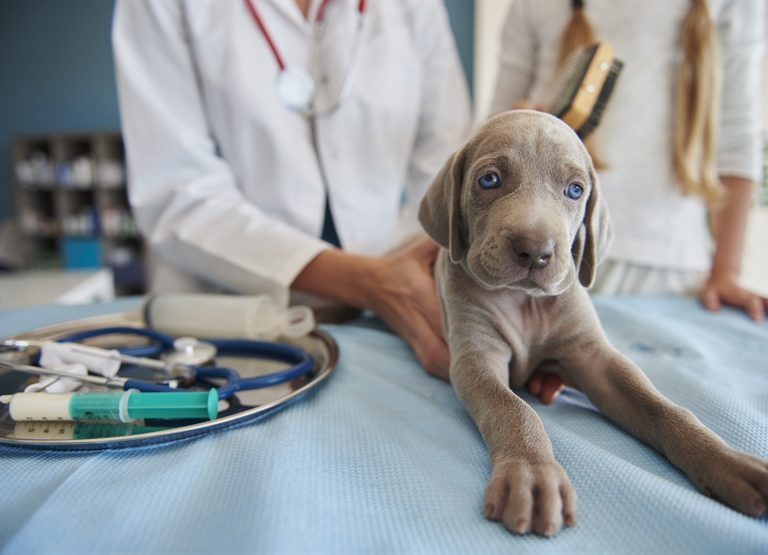  How Does Humidity Control Affect Animals and Humans in Veterinary Clinics?