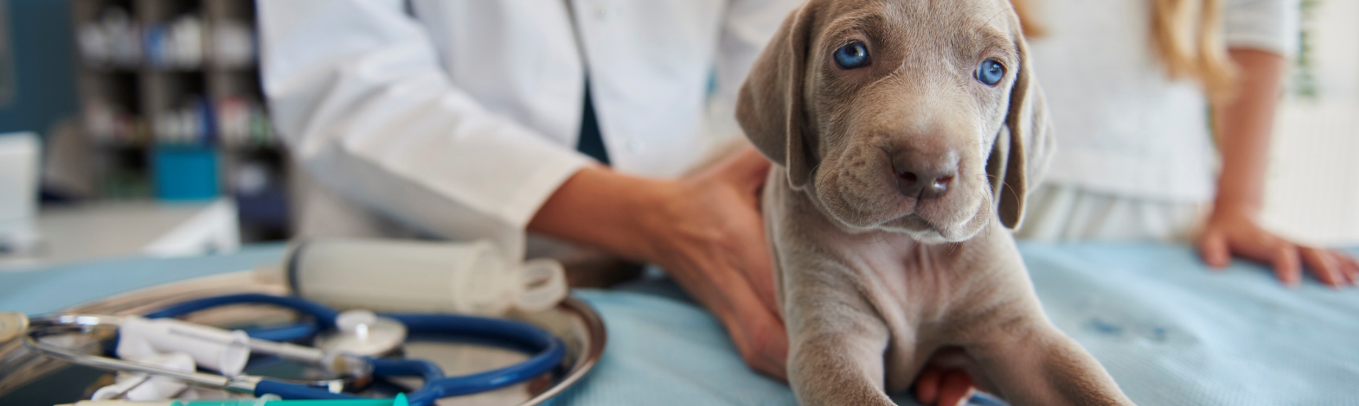 Veterinarian holding a young dog
