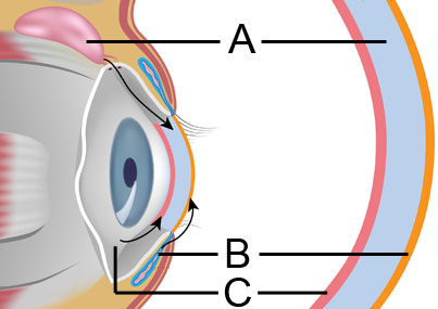Diagram of humidity and the eye's three layers