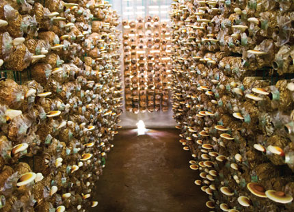 Indoor Mushroom Farming