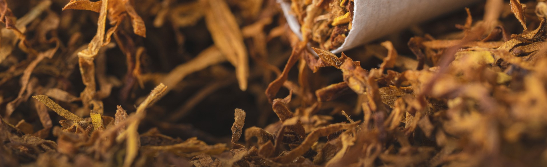 Close-up of humidity controlled dried tobacco