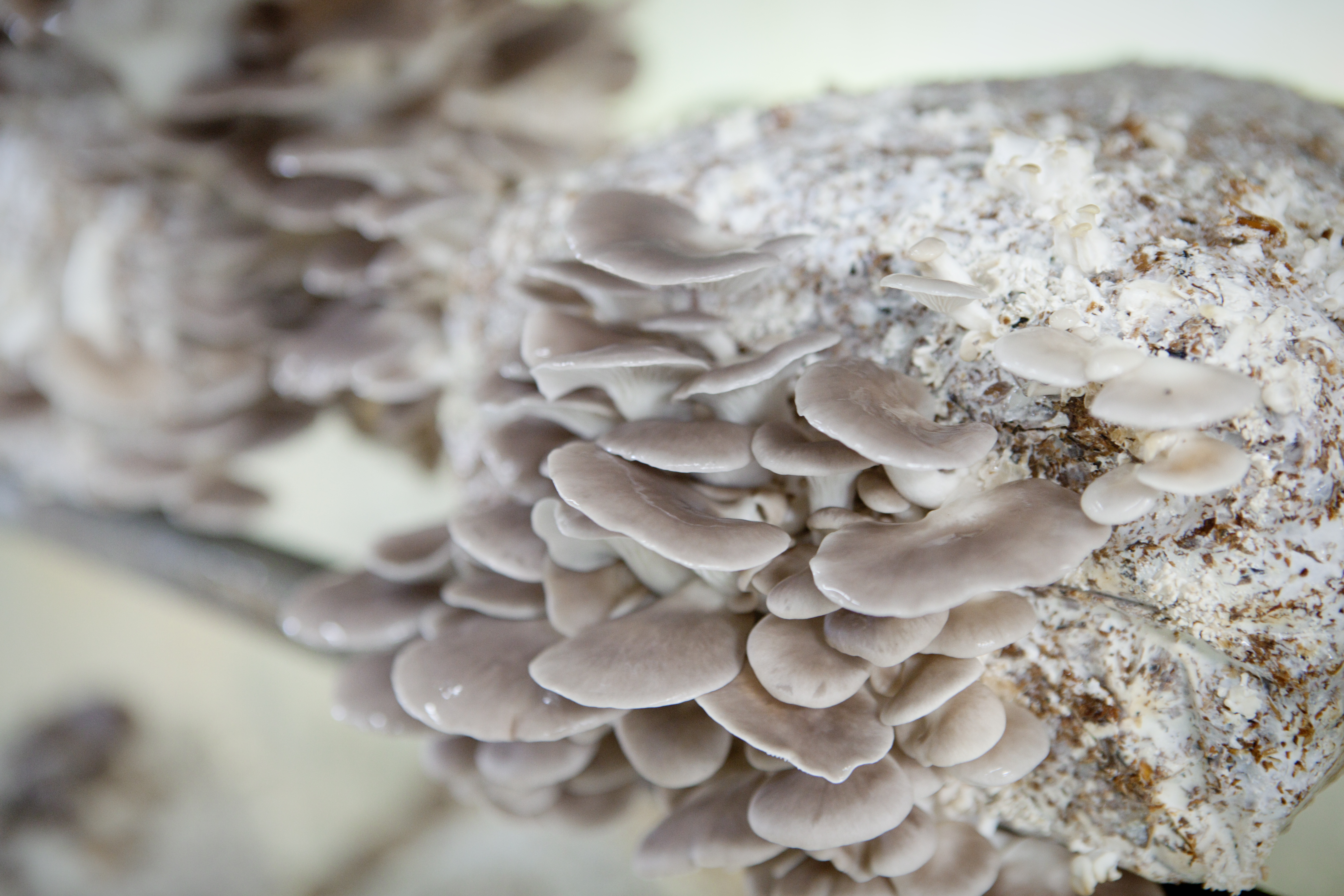 Growing Oyster Mushrooms Indoors