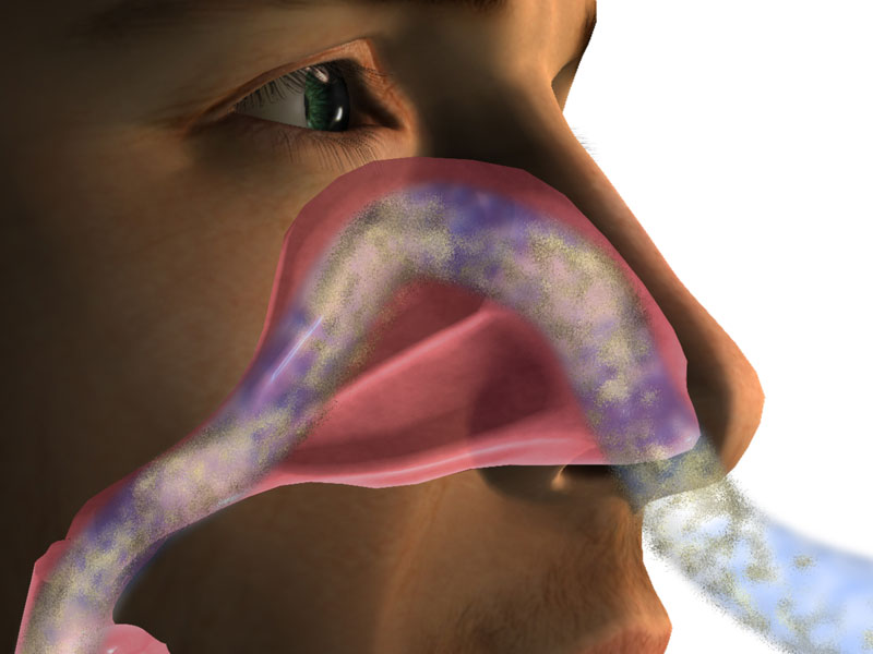 Cross section of humidity and airbourne disease interacting with the sinus system